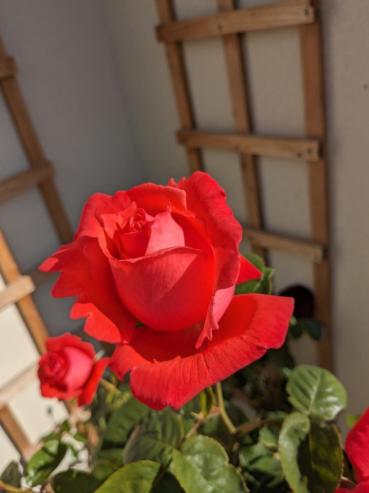 Rosegarth Bed And Breakfast Marton  Ngoại thất bức ảnh